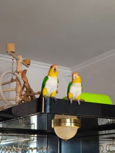 Продам ручних пташенят каїка