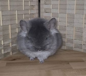 Фiолетова оксамитова ангора