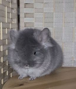 Фiолетова оксамитова ангора