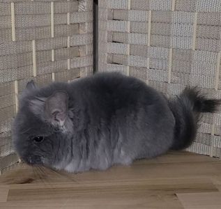 Фiолетова оксамитова ангора