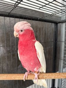 Какаду рожевий (Gala) лютін