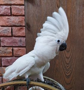 Продам пташеня какаду альба!