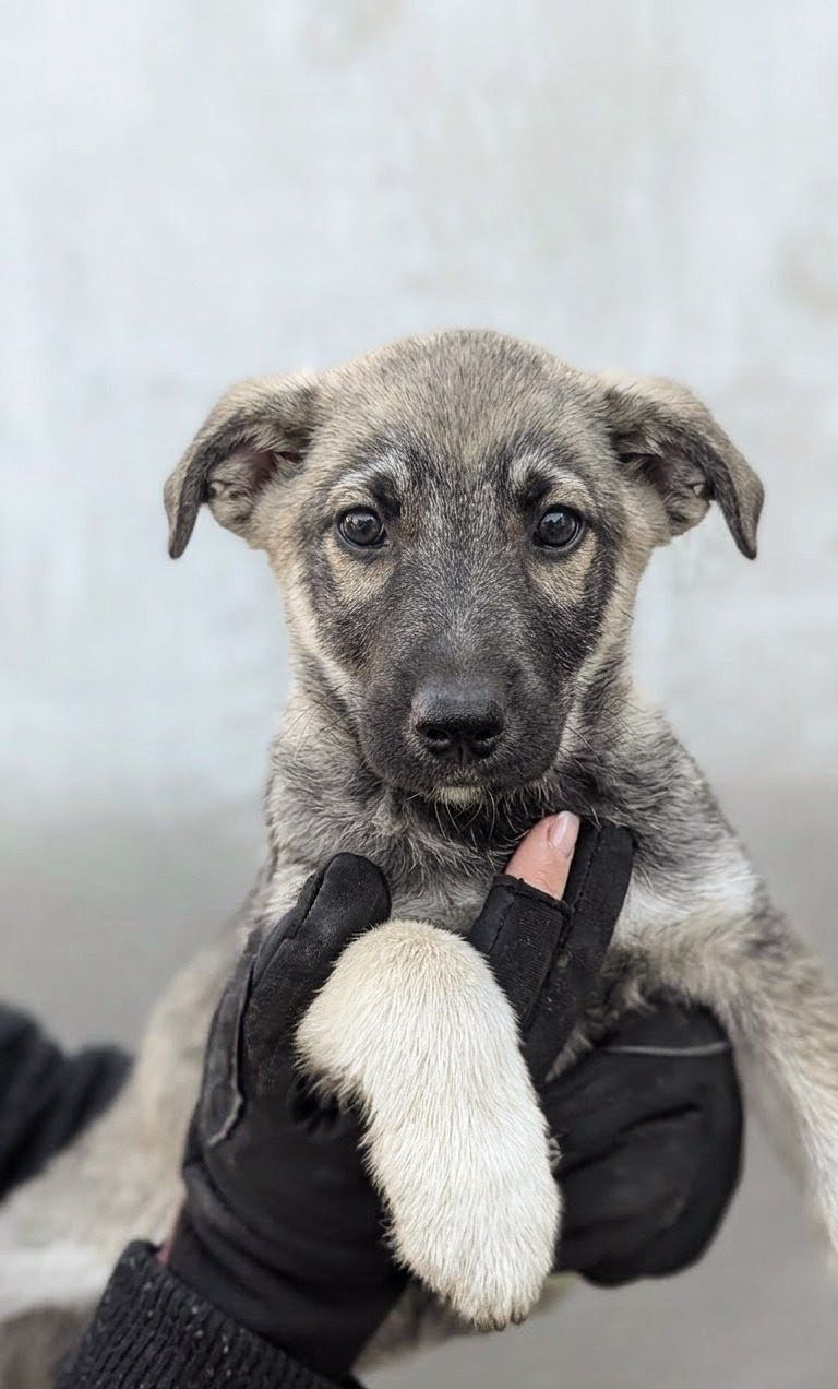 Метис хаскі віддам в добрі руки