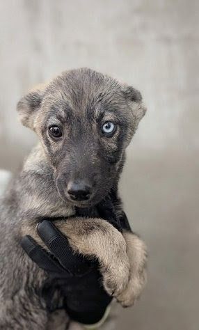 Метис хаскі віддам в добрі руки