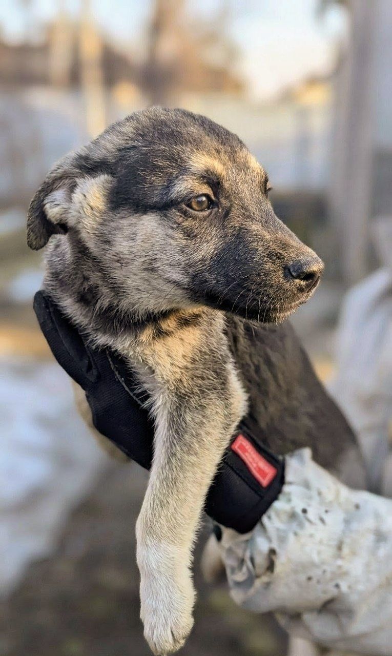 Метис хаскі віддам в добрі руки