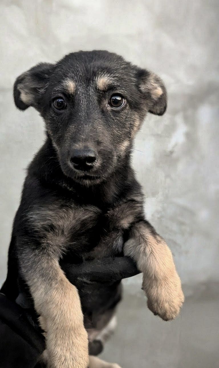 Метис хаскі віддам в добрі руки