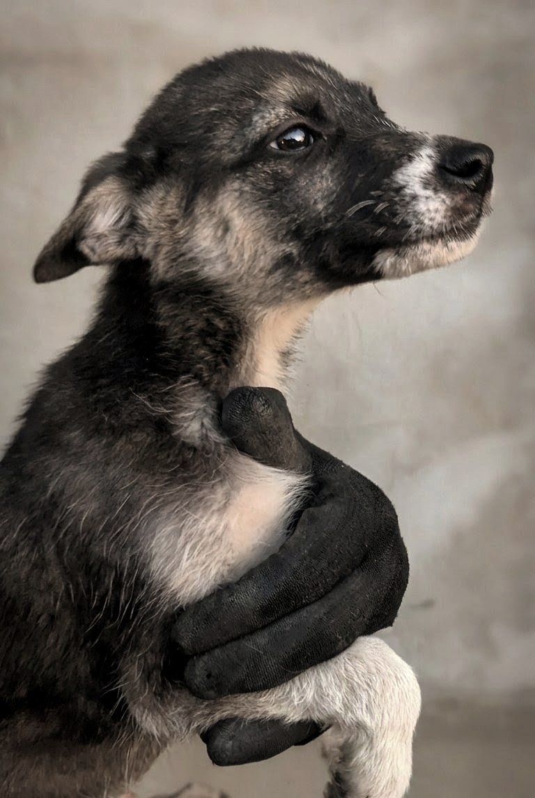 Метис хаскі віддам в добрі руки