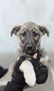 Метис хаскі віддам в добрі руки