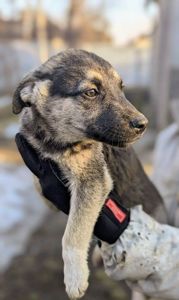 Метис хаскі віддам в добрі руки