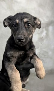 Метис хаскі віддам в добрі руки