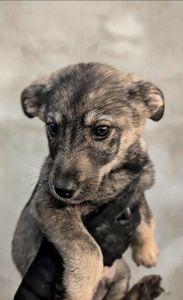 Метис хаскі віддам в добрі руки