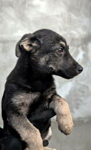 Метис хаскі віддам в добрі руки