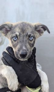 Метис хаскі віддам в добрі руки