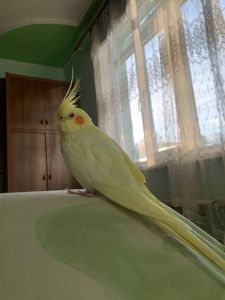 Папугай Корелла