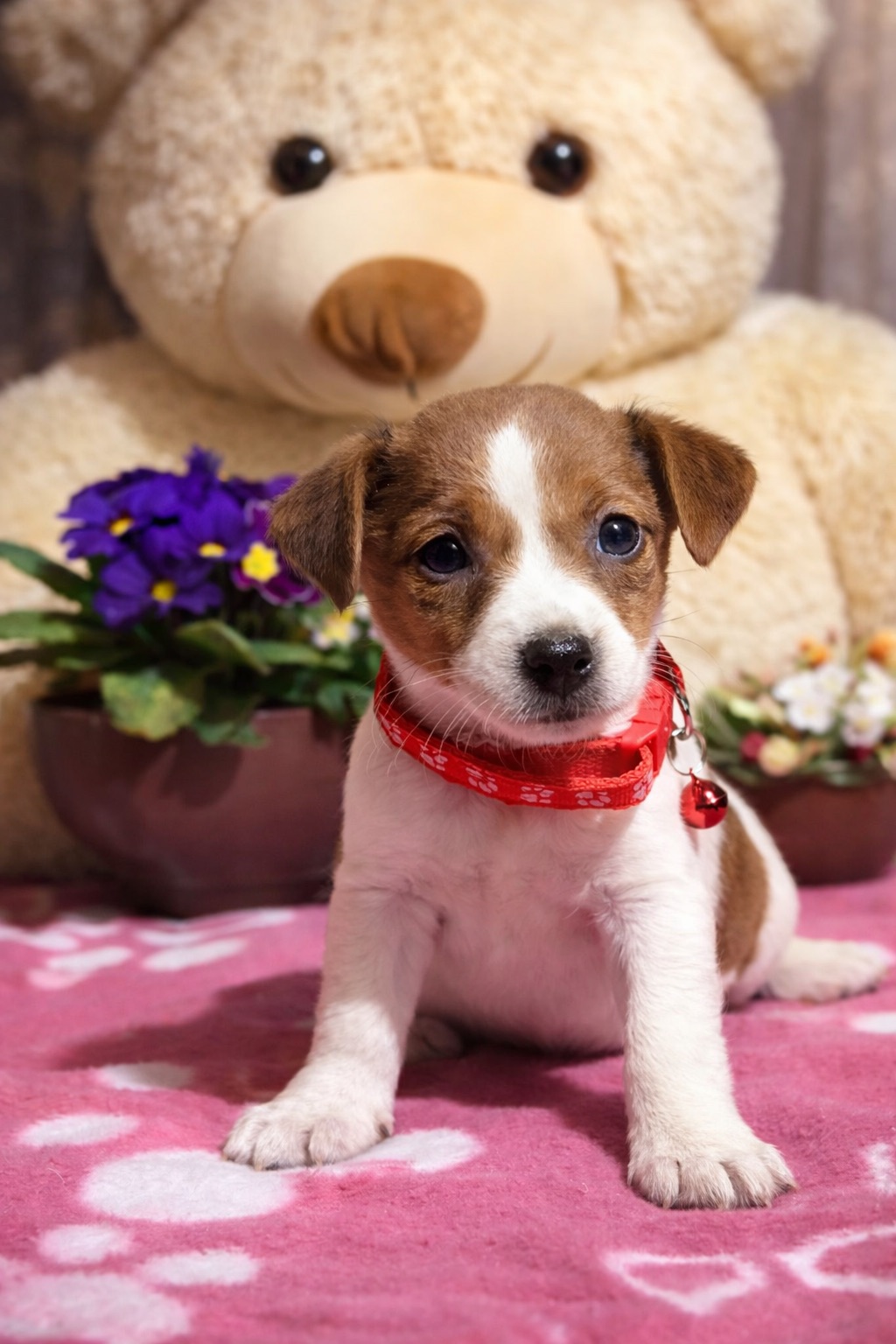 Джек рассели терʼєри від перевіреної та клубних батьків