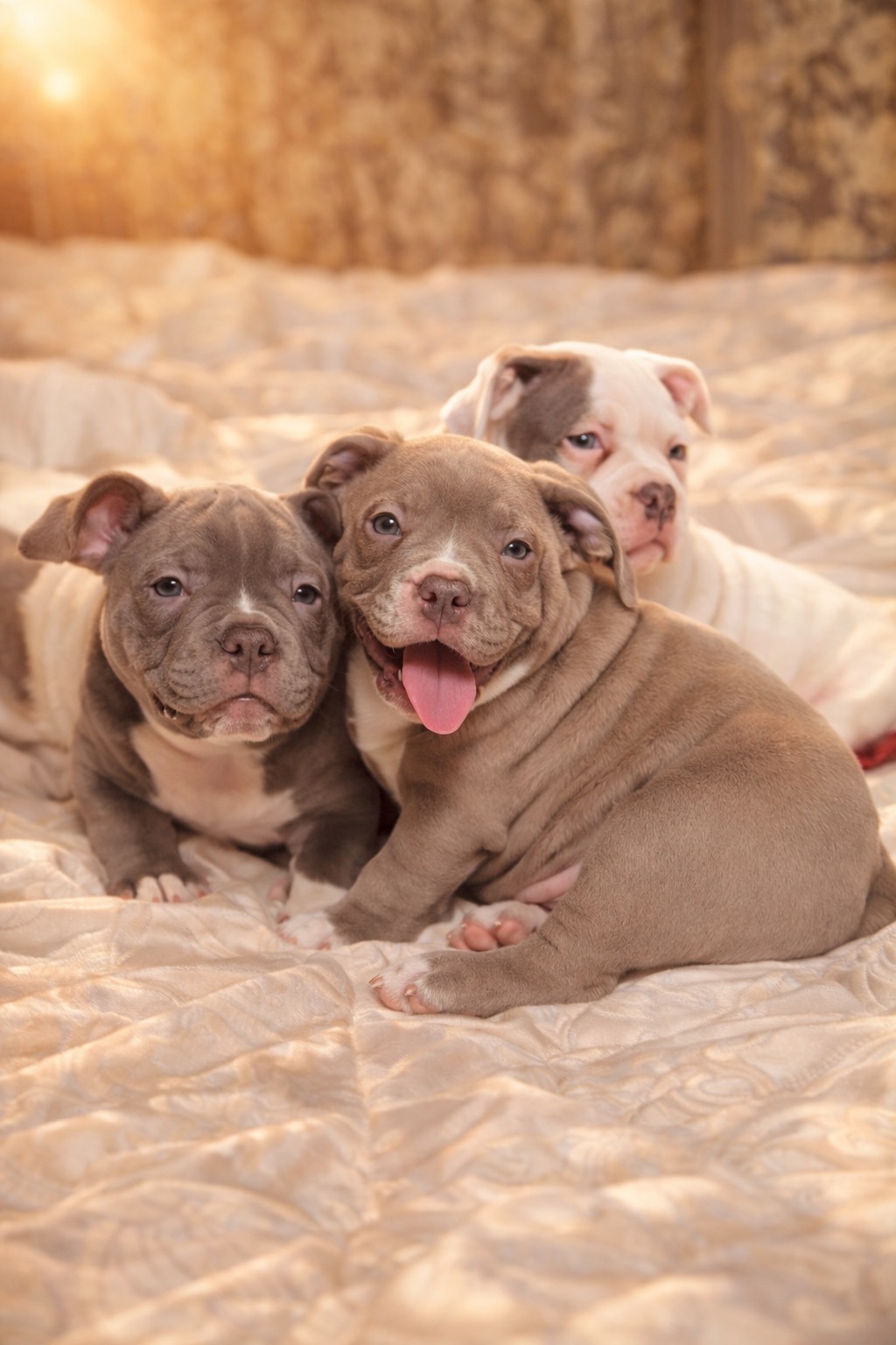 Цуценята Американського Буллі Pocket