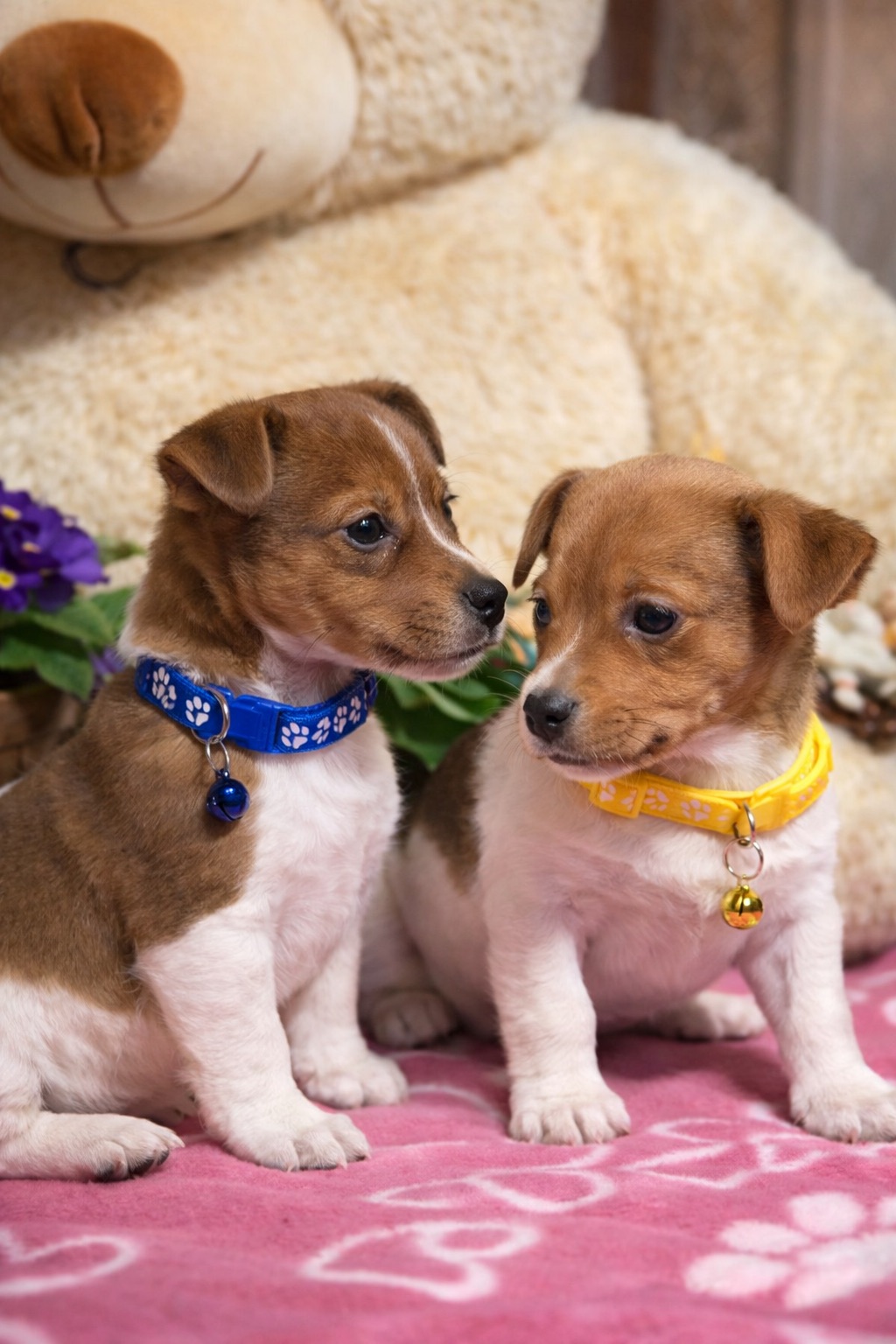 Джек рассели терʼєри від перевіреної та клубних батьків