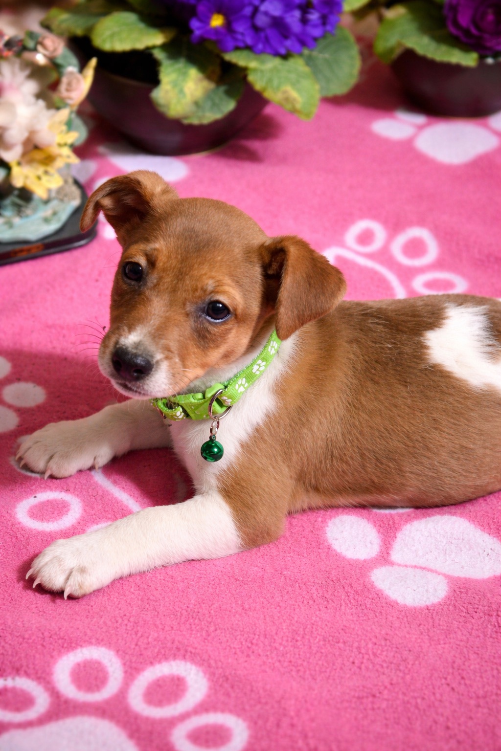 Джек рассели терʼєри від перевіреної та клубних батьків