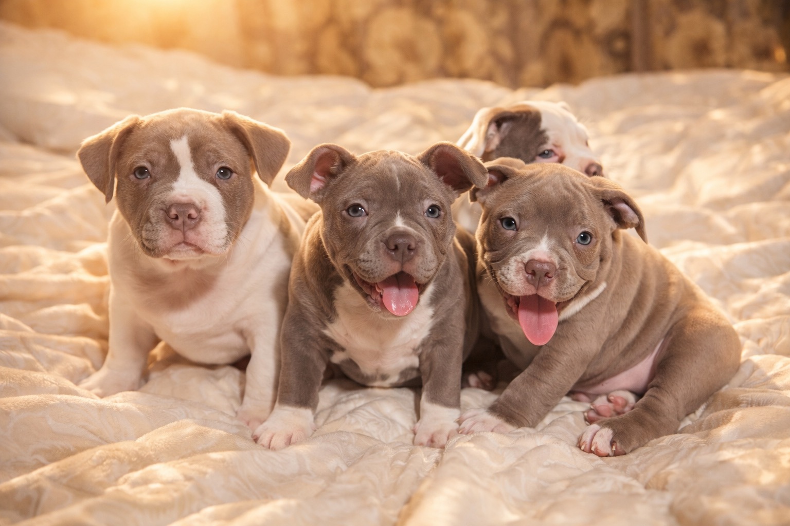 Цуценята Американського Буллі Pocket