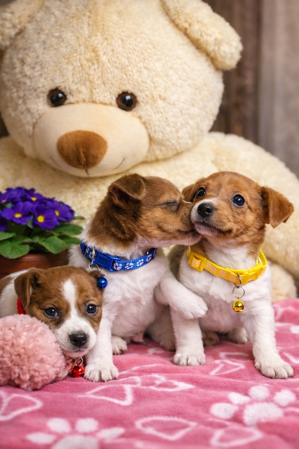 Джек рассели терʼєри від перевіреної та клубних батьків