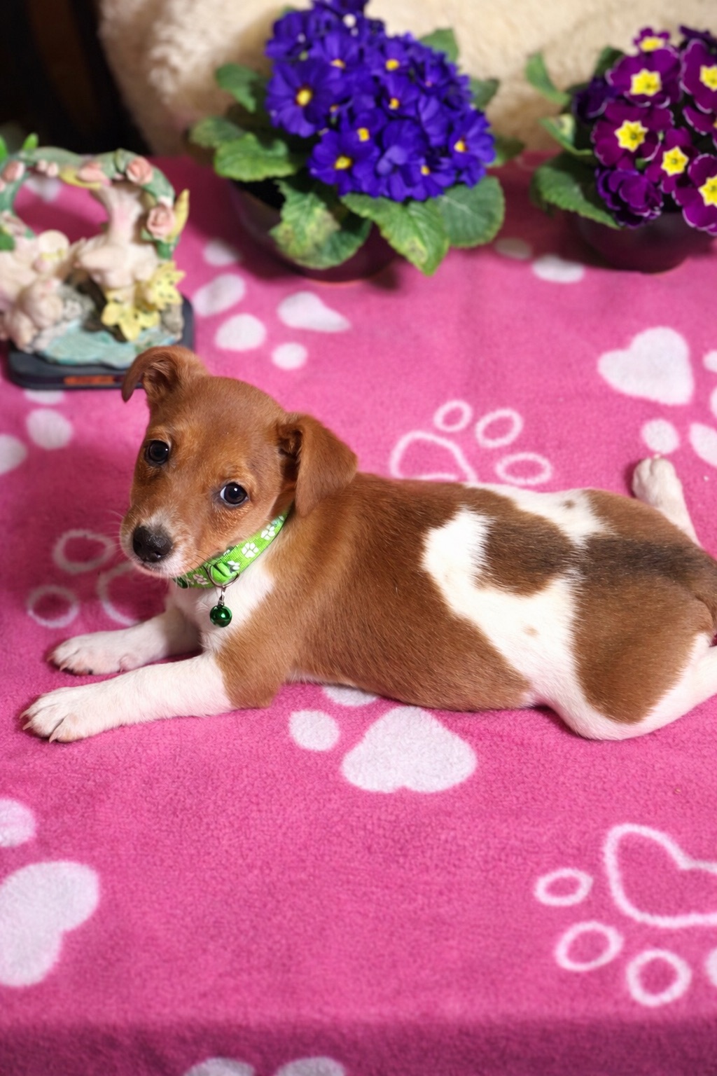 Джек рассели терʼєри від перевіреної та клубних батьків