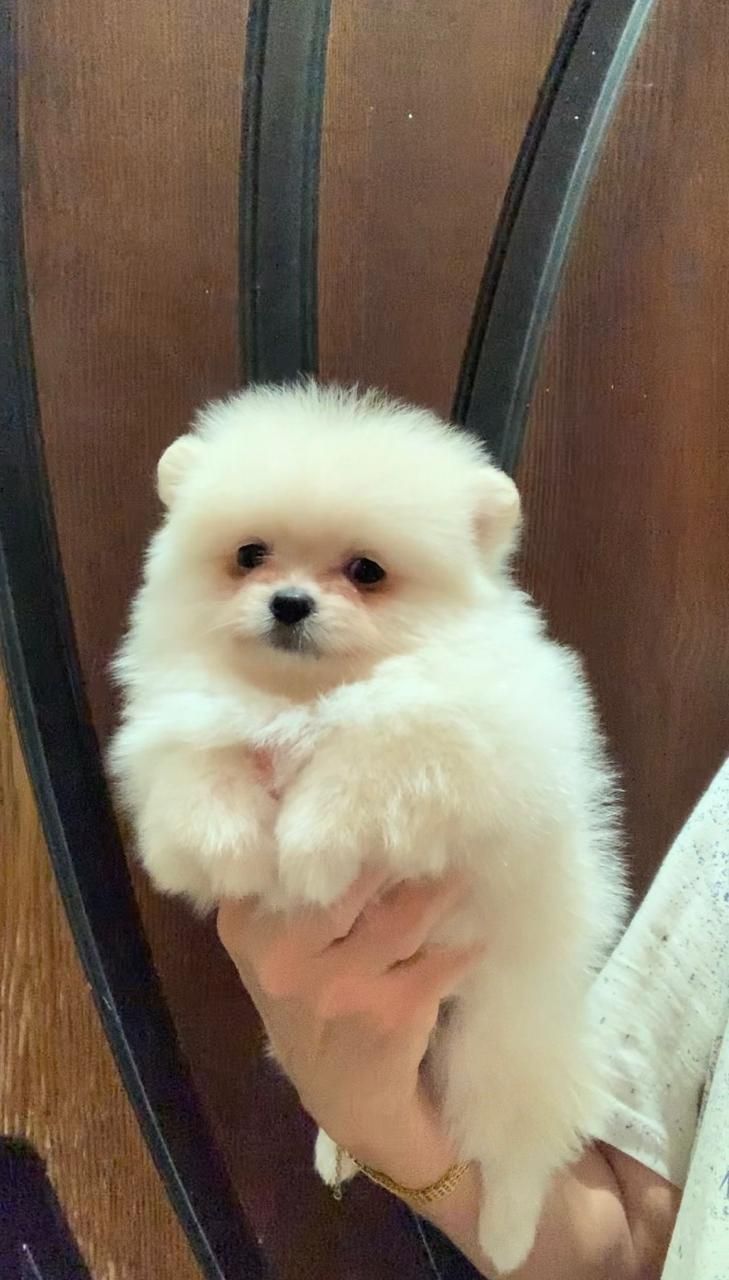 Очаровательные девочки