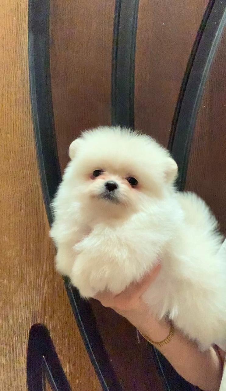 Очаровательные девочки