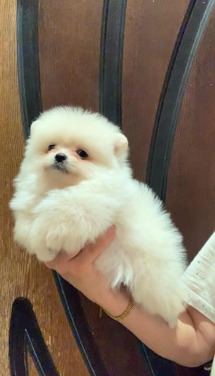 Очаровательные девочки