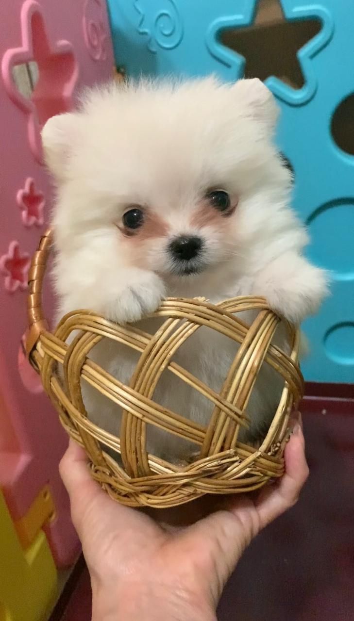 Очаровательные девочки