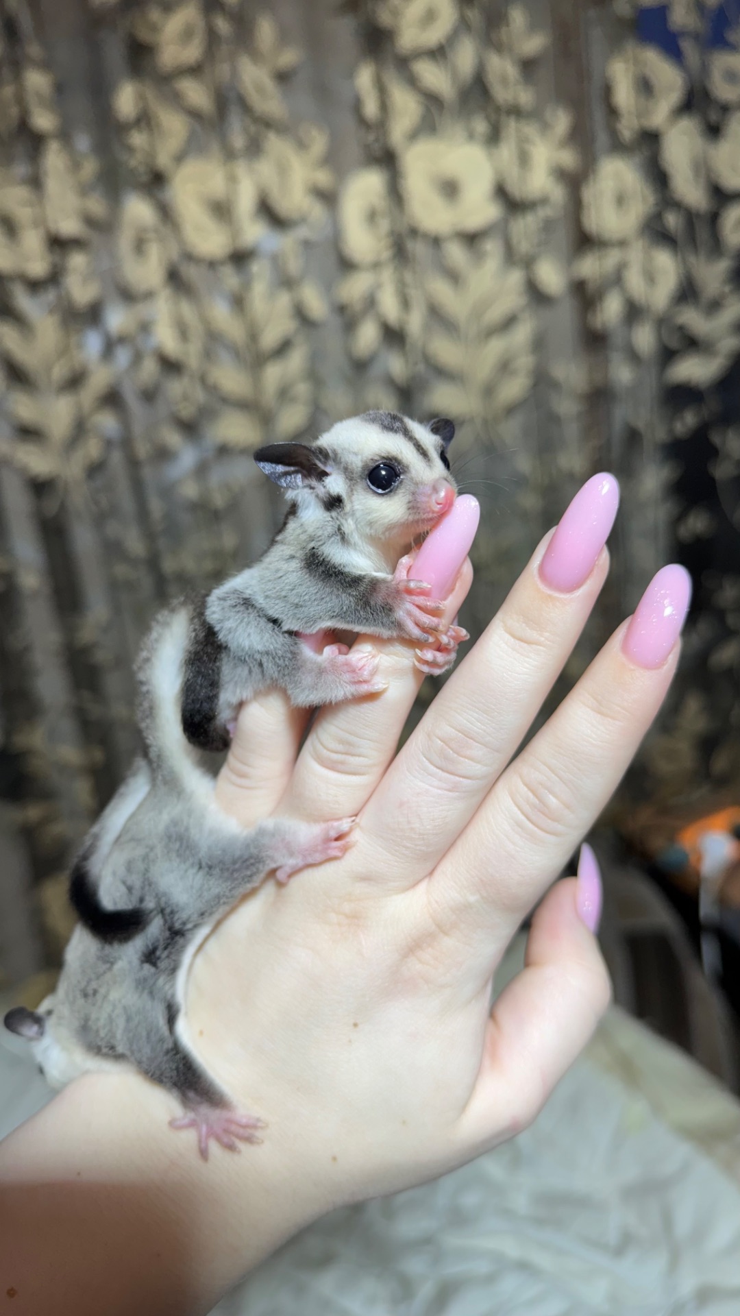 Сріблястий цукровий посум, поссум, цукрова білка, білка летяга