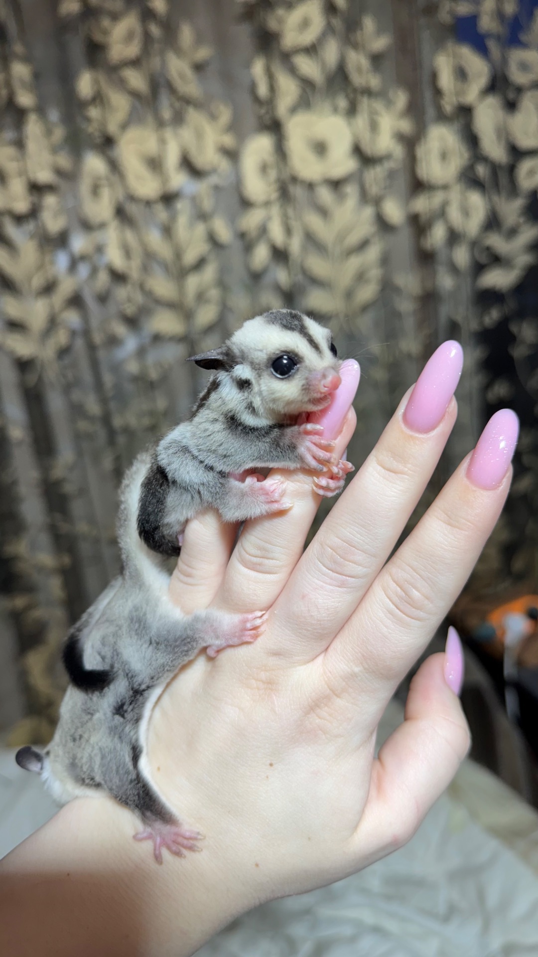 Сріблястий цукровий посум, поссум, цукрова білка, білка летяга