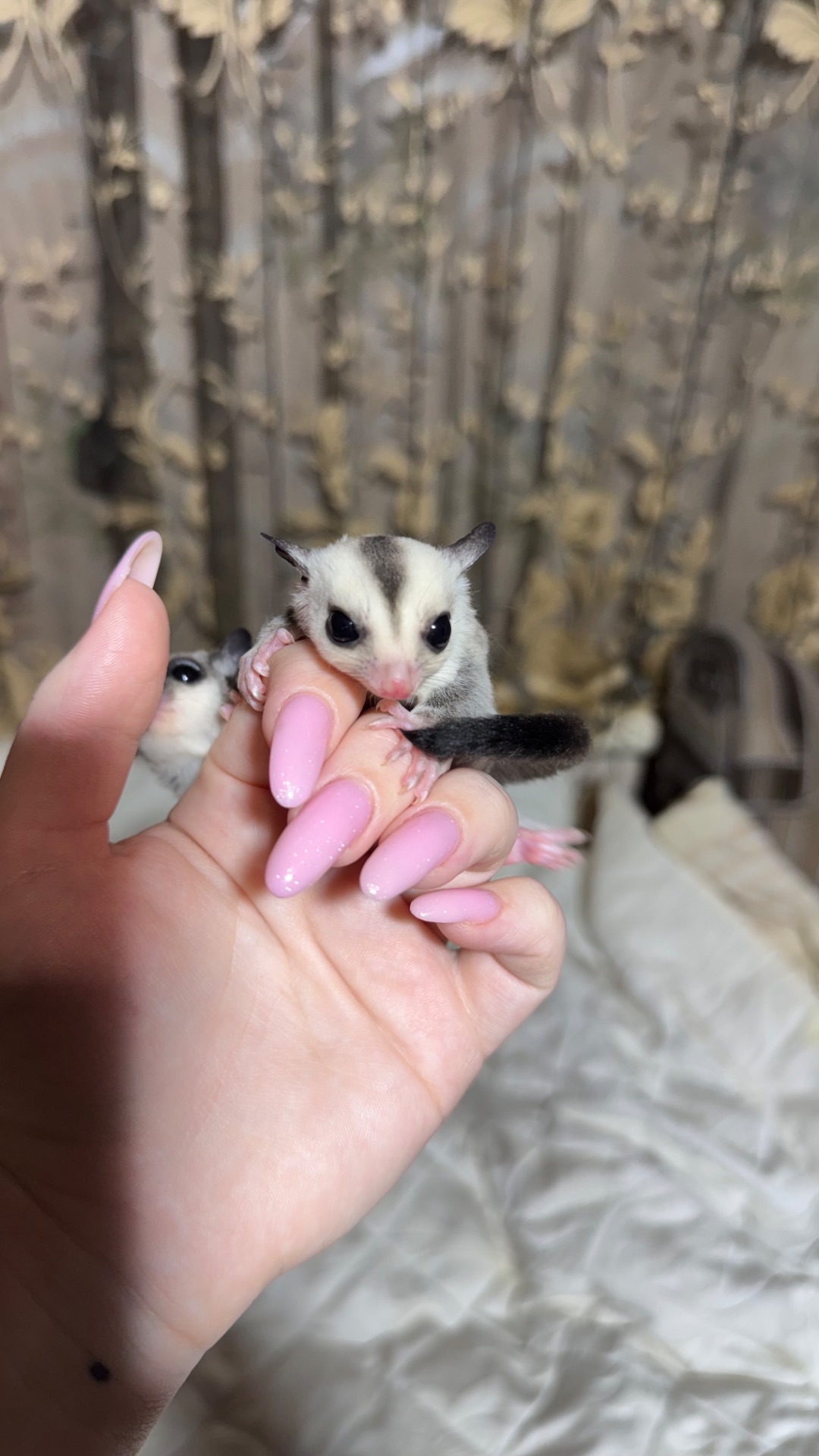 Сріблястий цукровий посум, поссум, цукрова білка, білка летяга