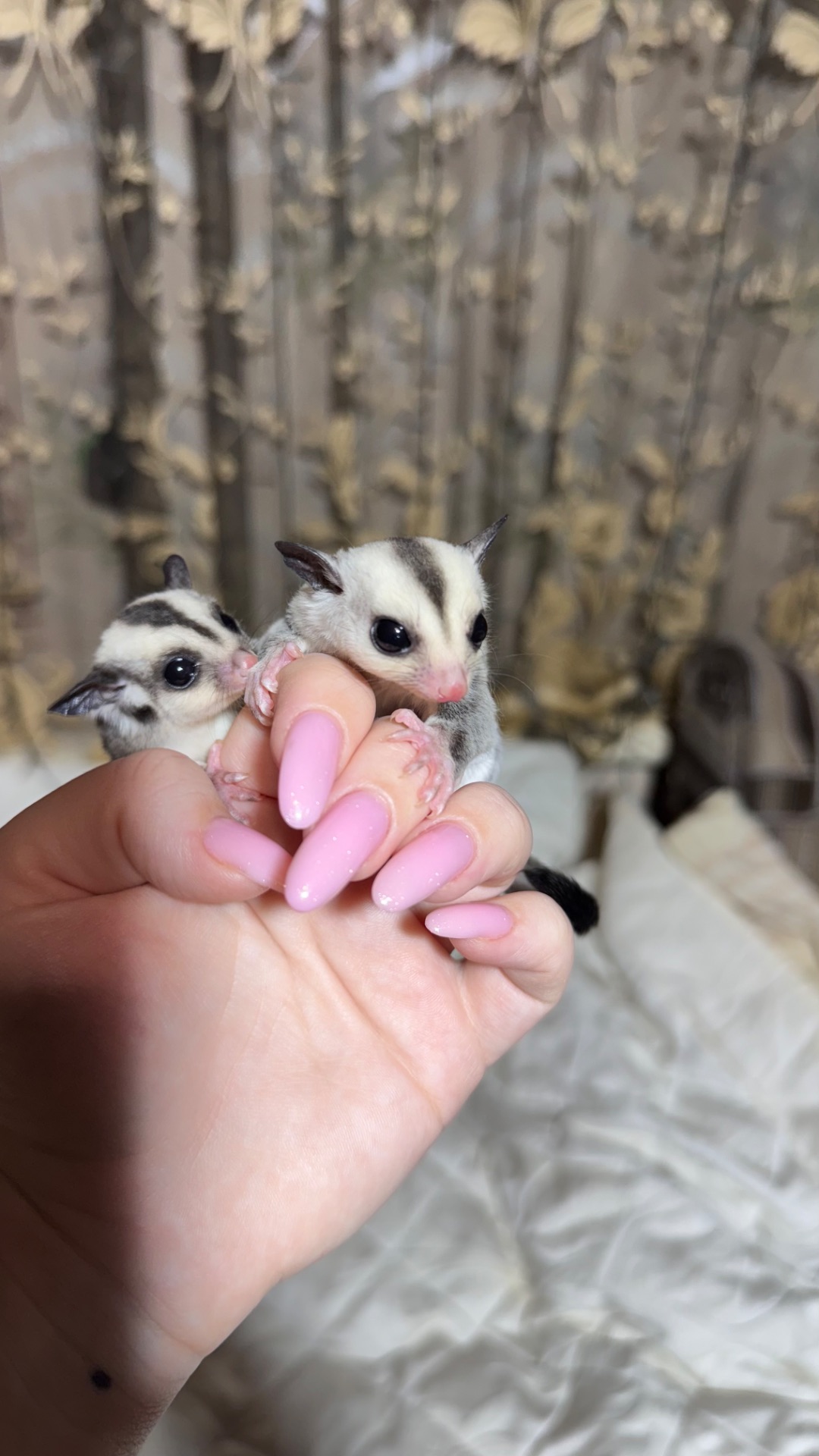 Сріблястий цукровий посум, поссум, цукрова білка, білка летяга