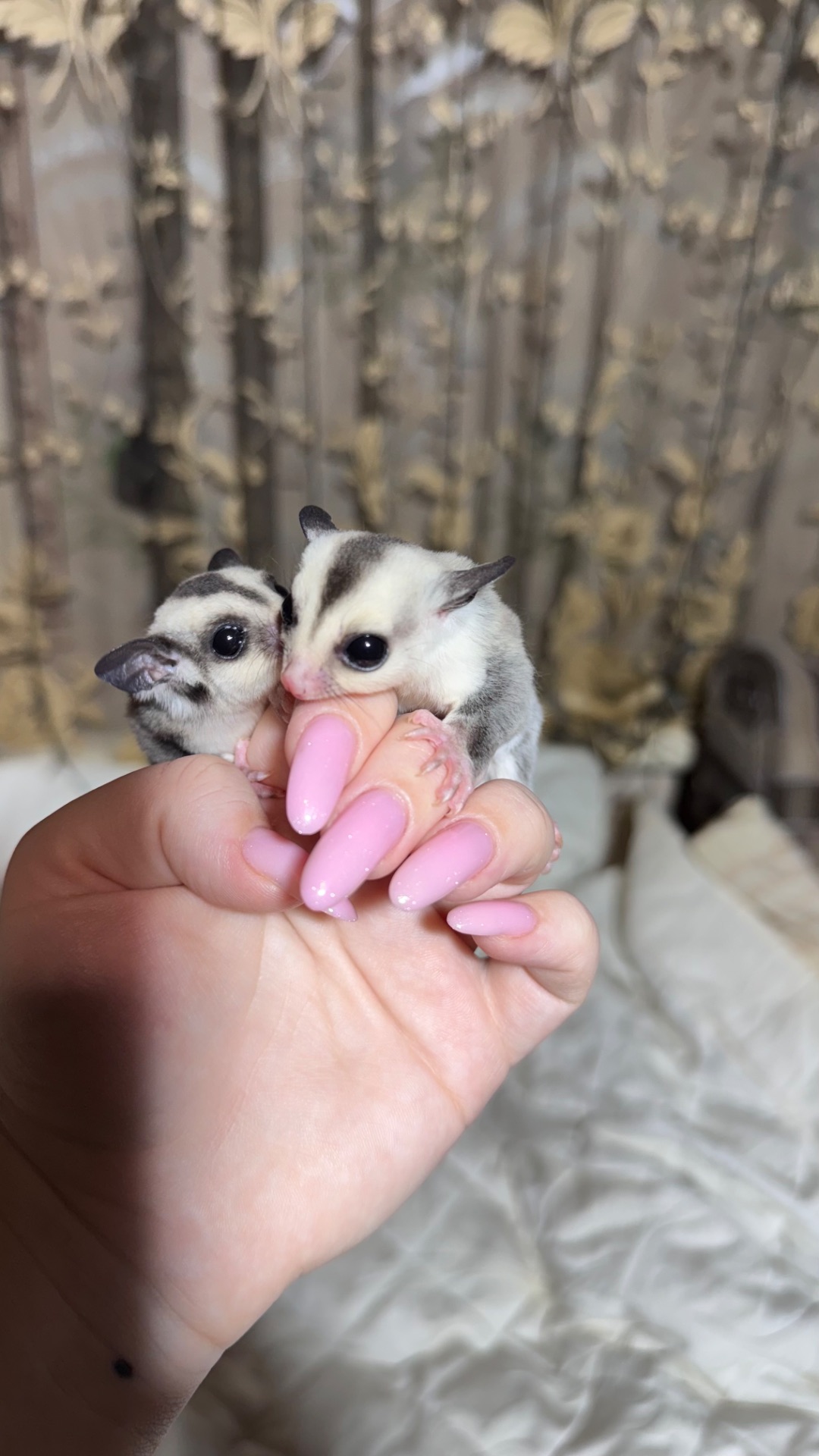 Сріблястий цукровий посум, поссум, цукрова білка, білка летяга