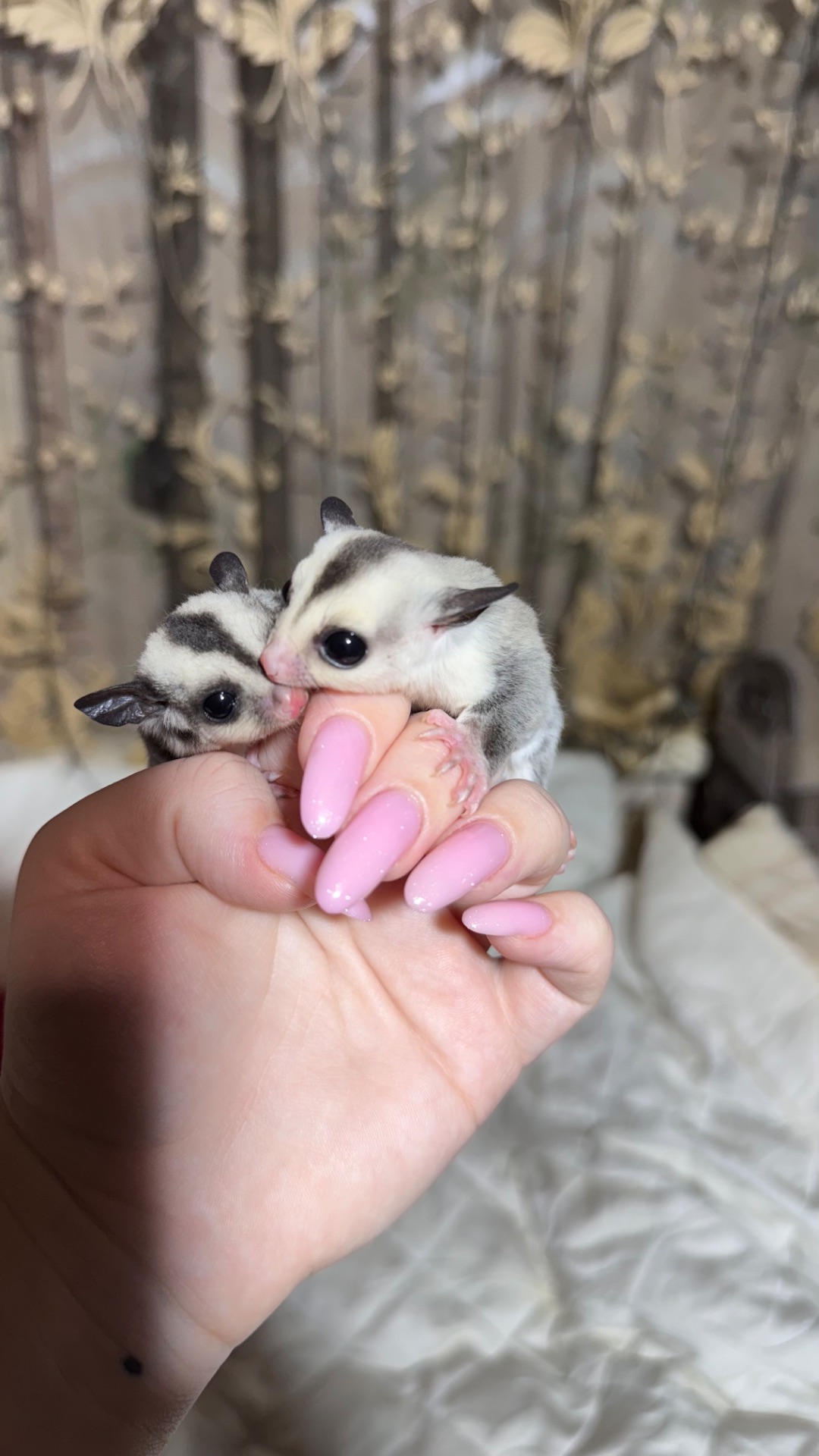 Сріблястий цукровий посум, поссум, цукрова білка, білка летяга