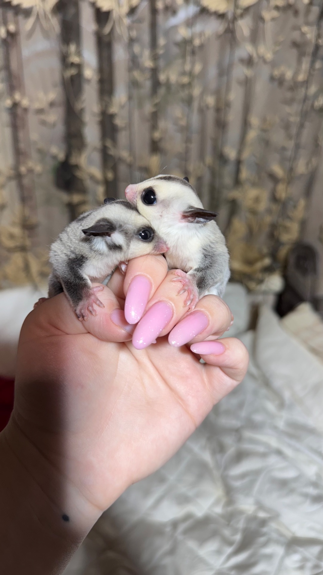 Сріблястий цукровий посум, поссум, цукрова білка, білка летяга