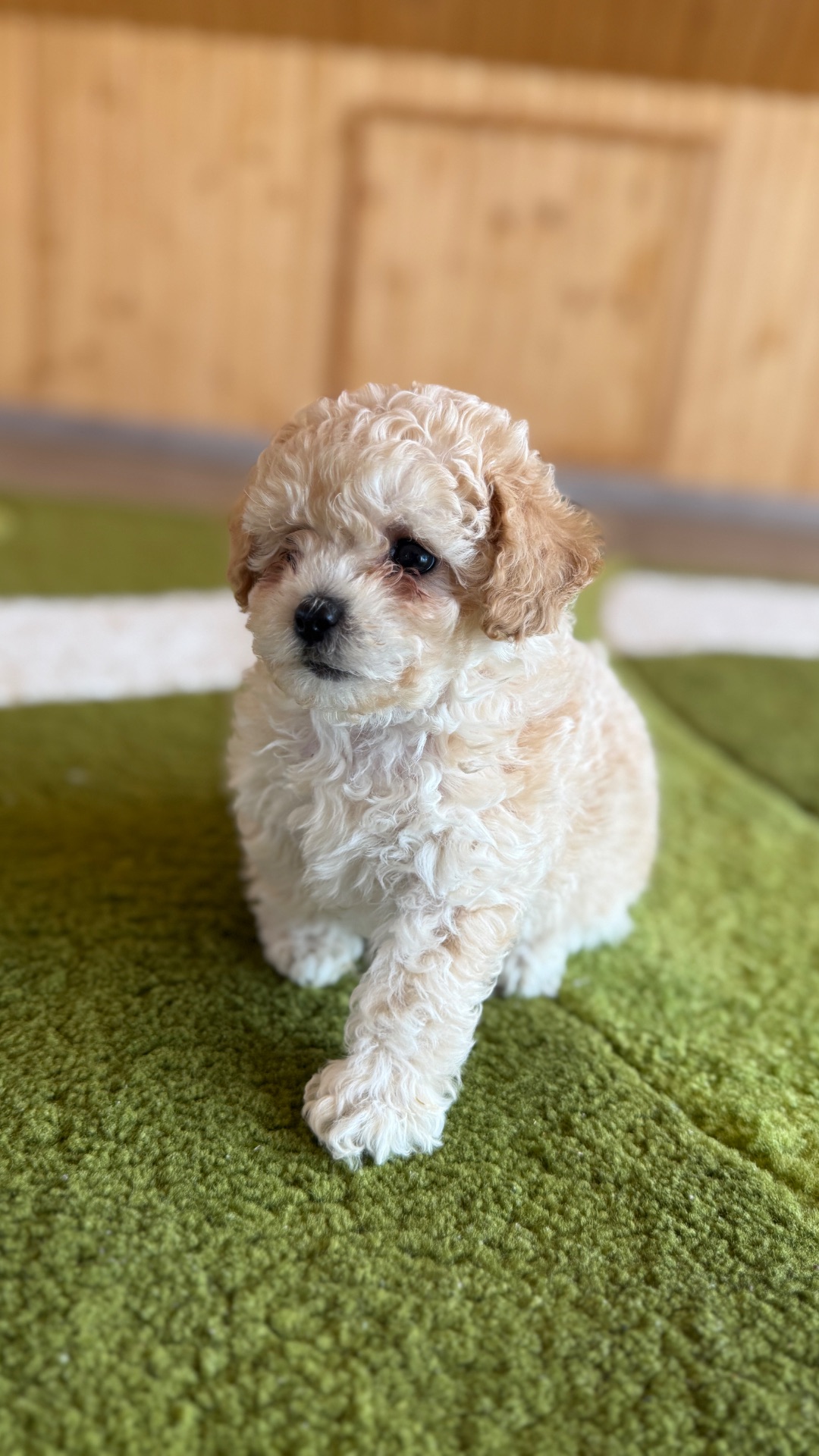 Цуценята МАЛЬТІПУ F 1