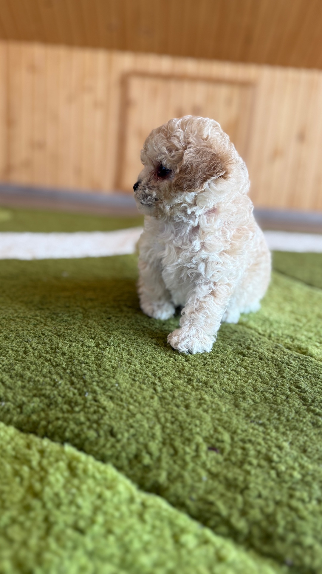 Цуценята МАЛЬТІПУ F 1