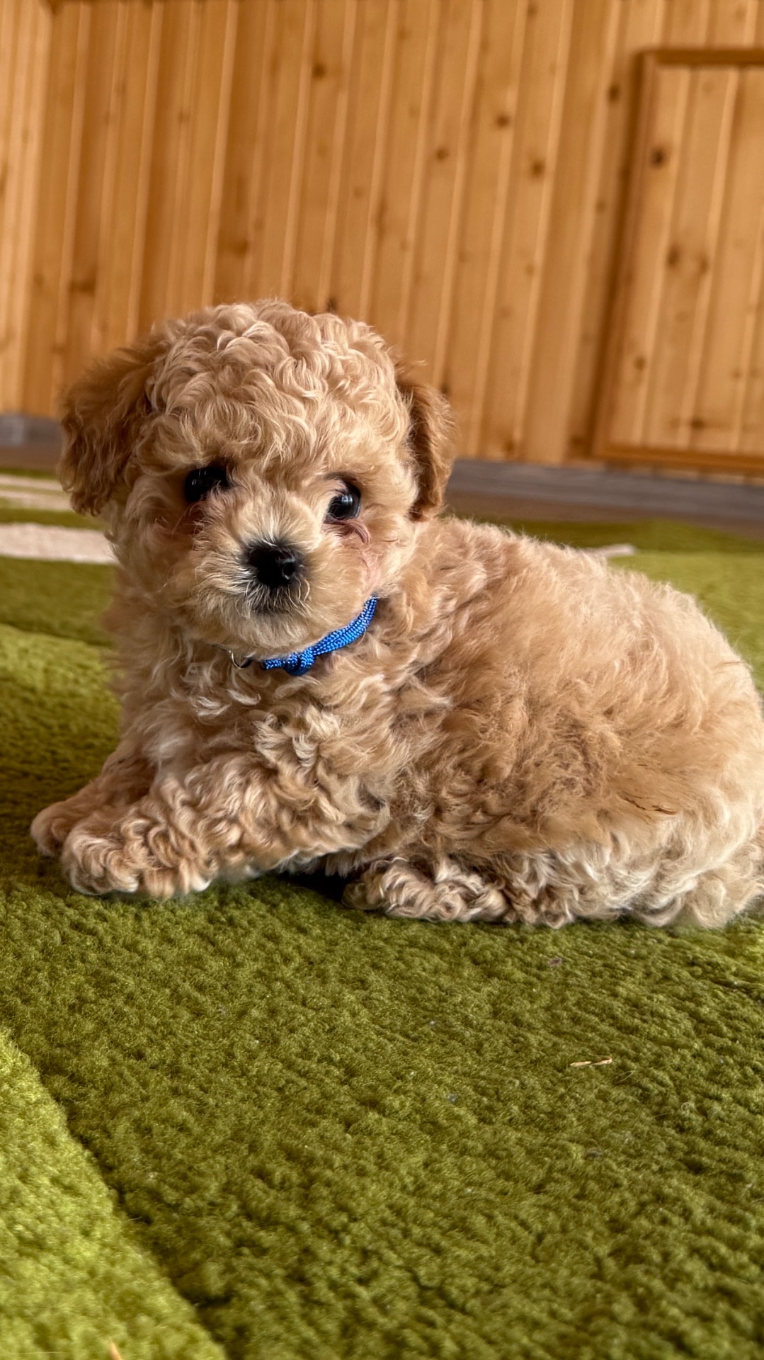 Цуценята МАЛЬТІПУ F 1