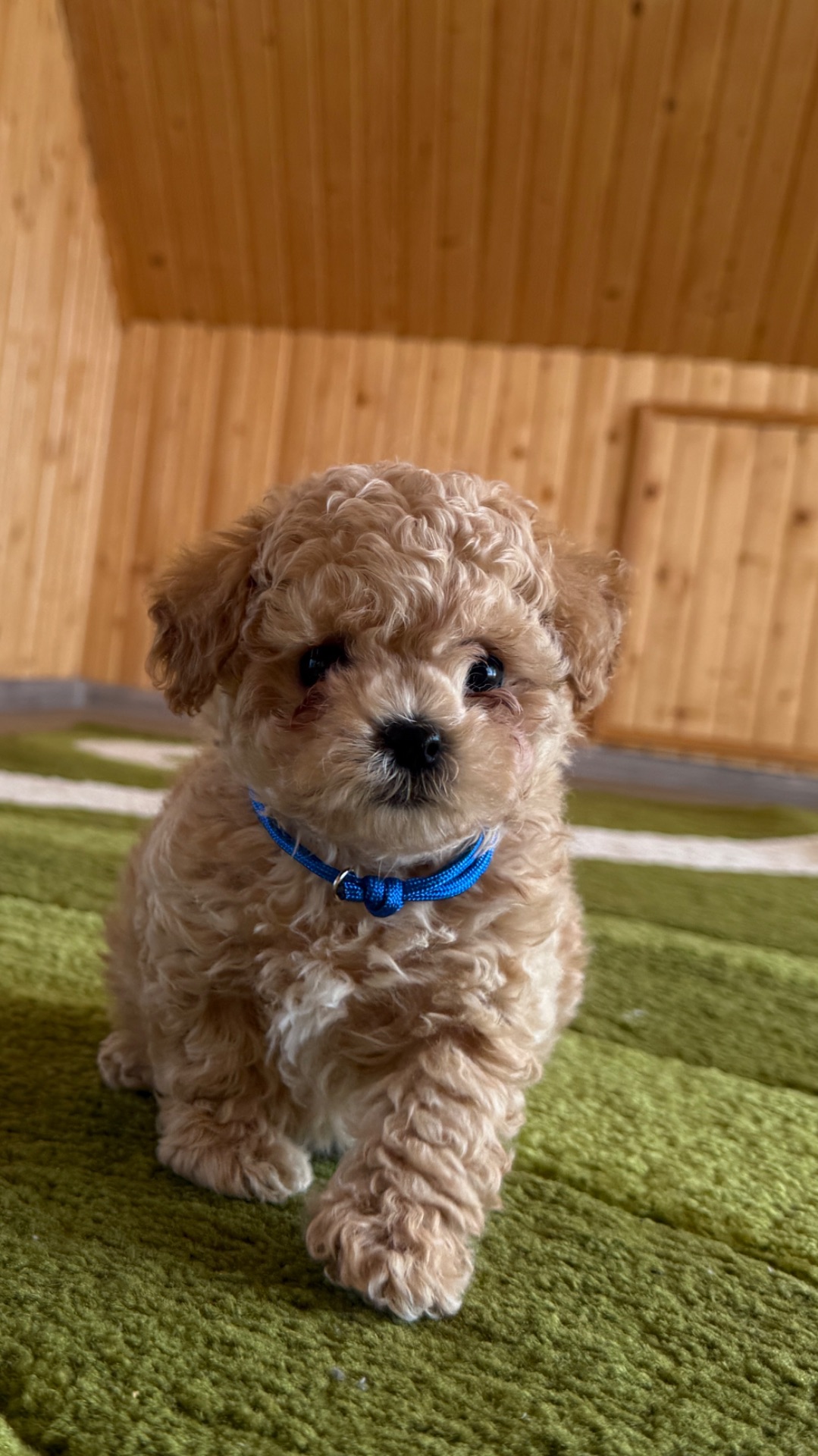 Цуценята МАЛЬТІПУ F 1