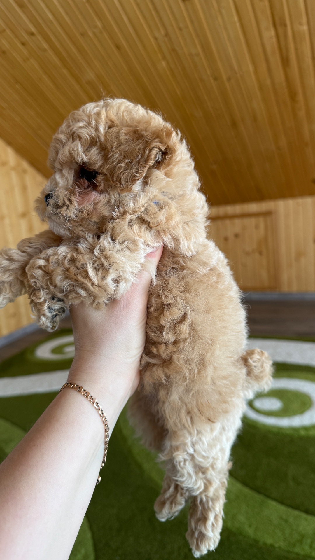 Цуценята МАЛЬТІПУ F 1