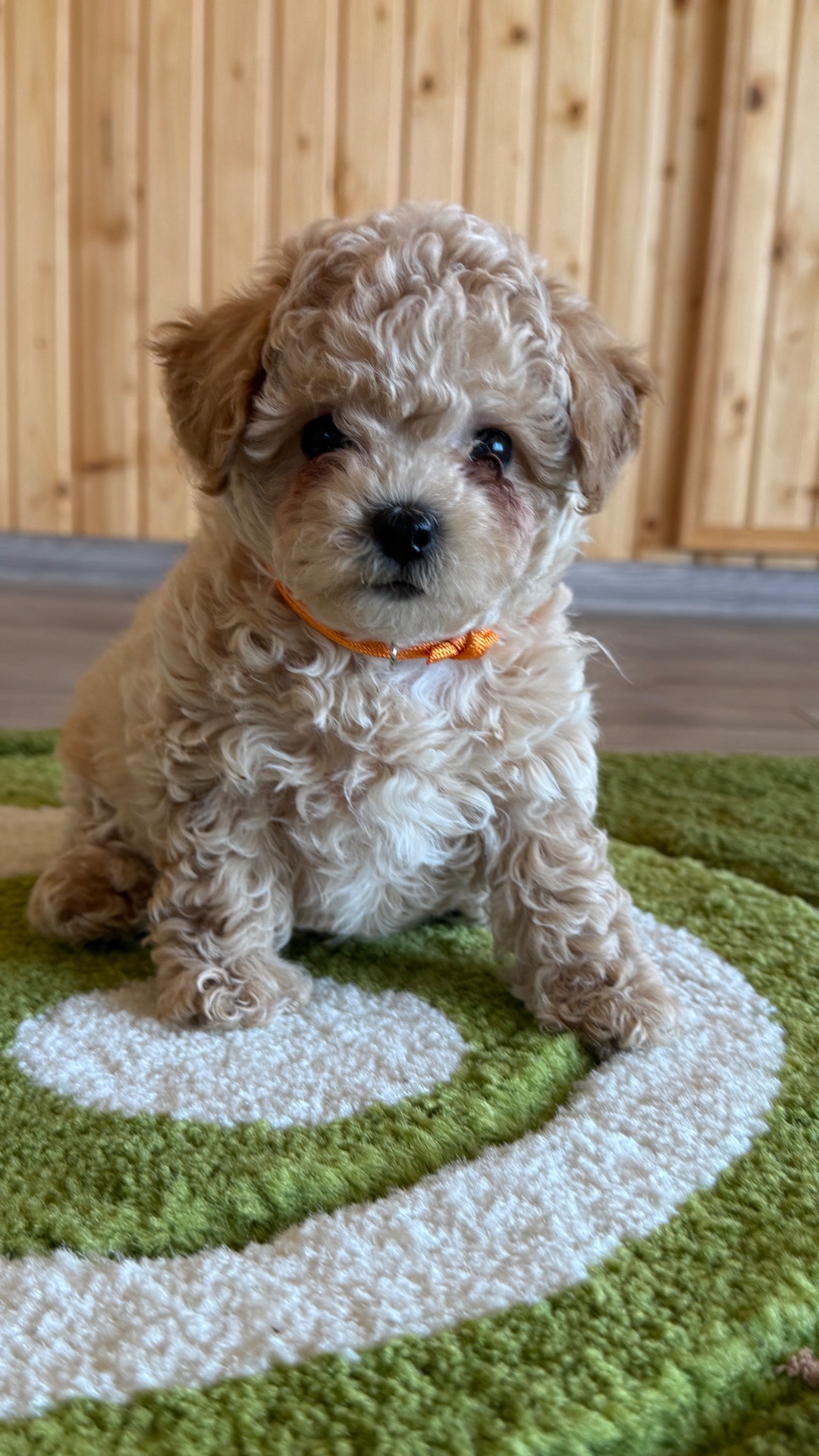 Цуценята МАЛЬТІПУ F 1