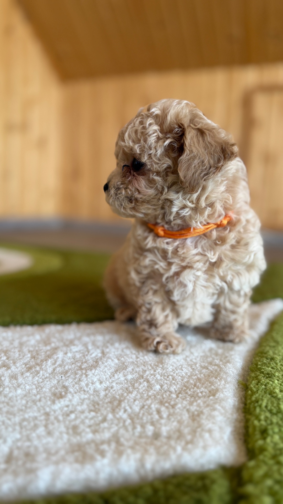 Цуценята МАЛЬТІПУ F 1