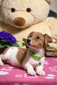 Джек рассели терʼєри від перевіреної та клубних батьків