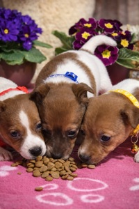 Джек рассели терʼєри від перевіреної та клубних батьків