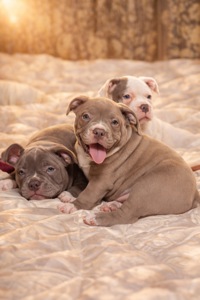 Цуценята Американського Буллі Pocket