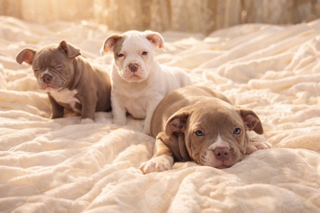 Цуценята Американського Буллі Pocket