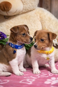 Джек рассели терʼєри від перевіреної та клубних батьків