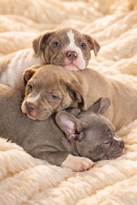 Цуценята Американського Буллі Pocket