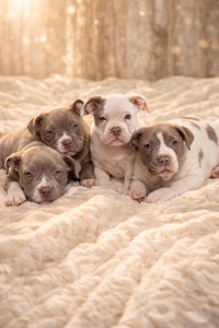 Цуценята Американського Буллі Pocket